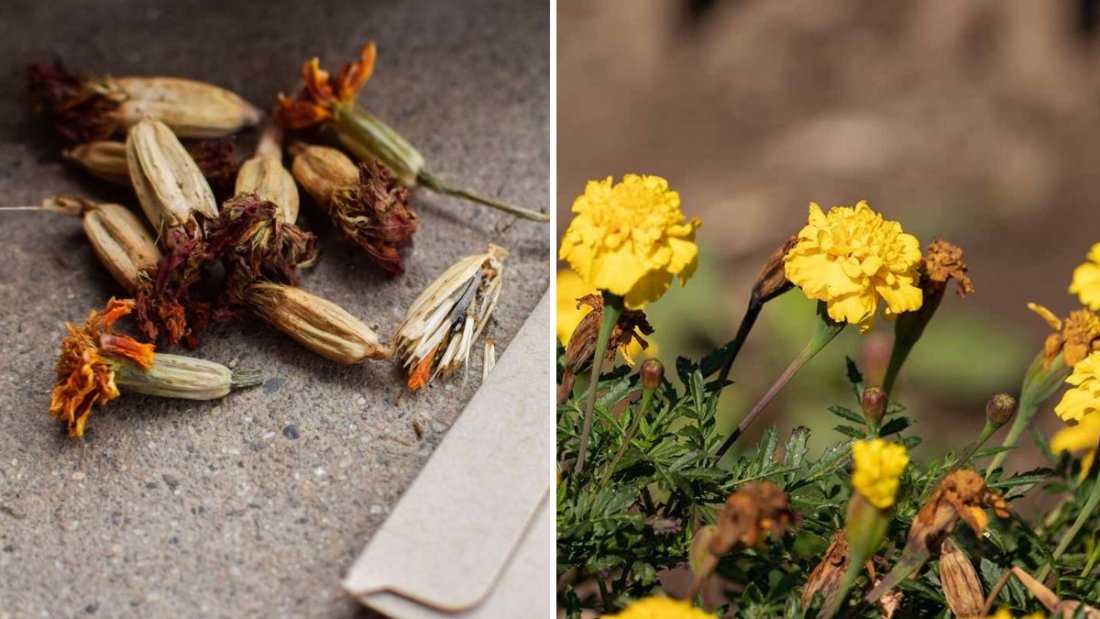 How to Save Marigold Seeds for Next Year’s Garden