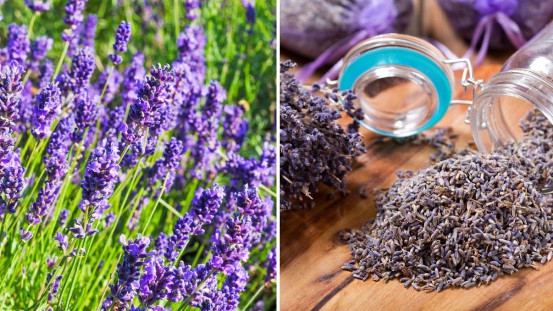 The Right Way to Harvest Lavender for Long-Lasting Scent