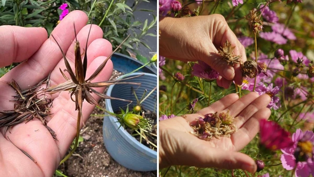 How to Harvest Cosmos Seeds for an Endless Garden
