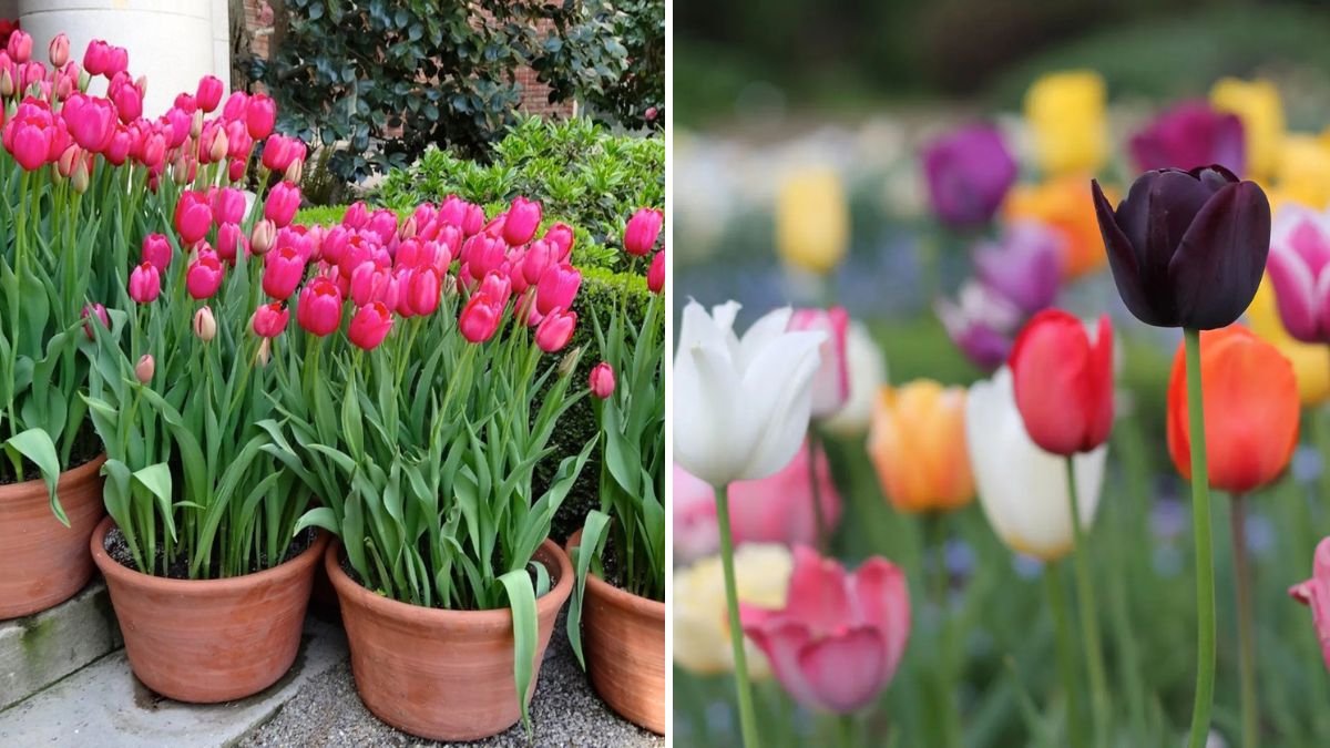 The Best Way to Store Tulip Bulbs for Winter