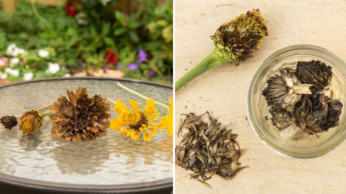How to Collect Zinnia Seeds Before Frost Arrives