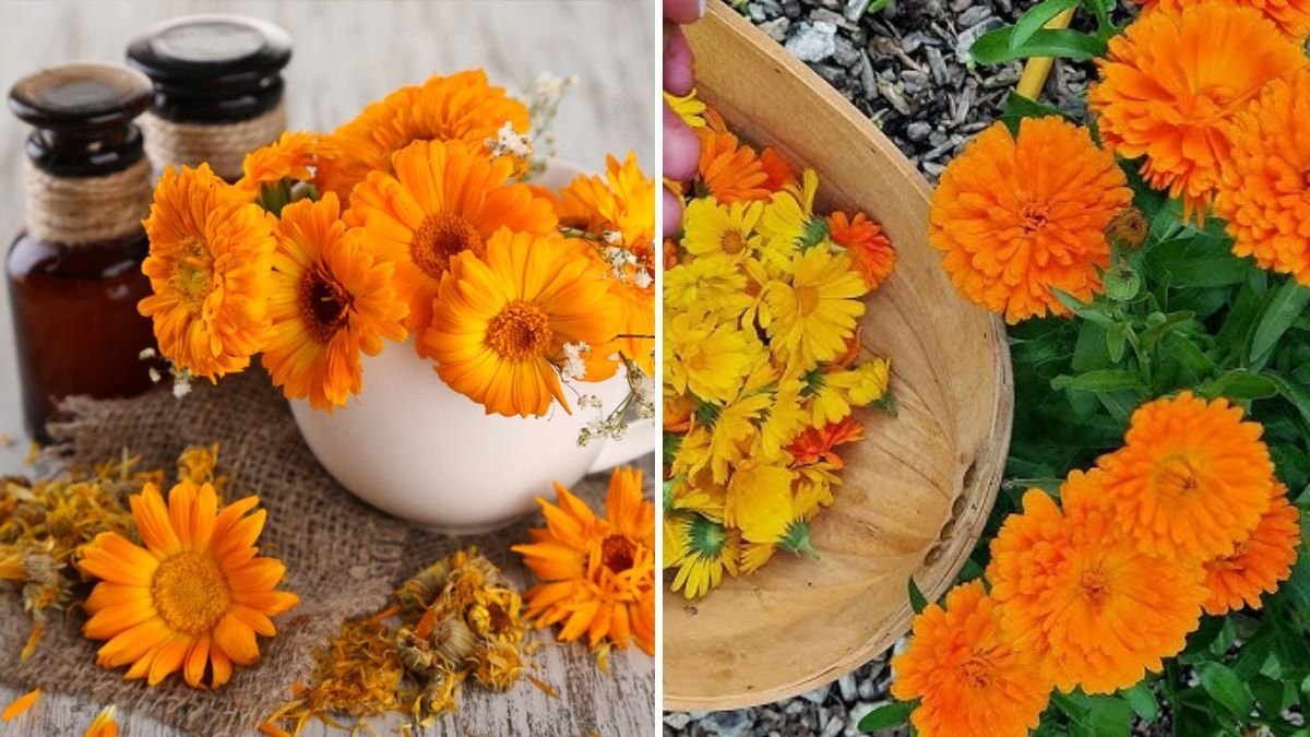 How to Harvest Calendula for Teas and Salves