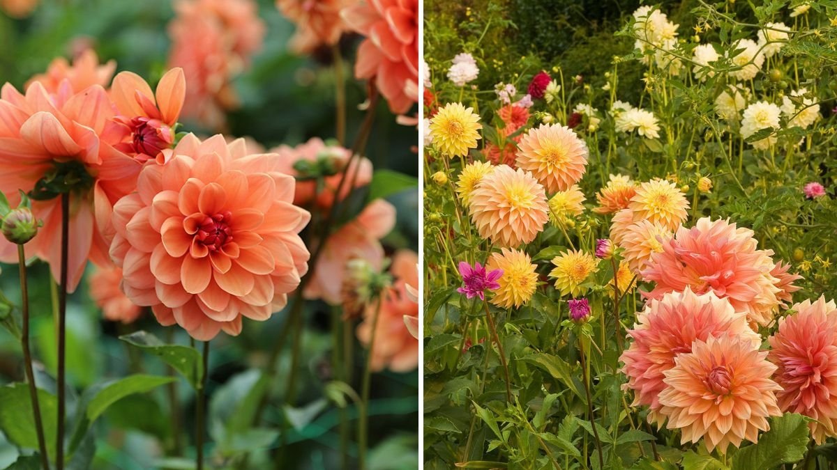 How to Save Dahlias From Frost and Replant Next Year