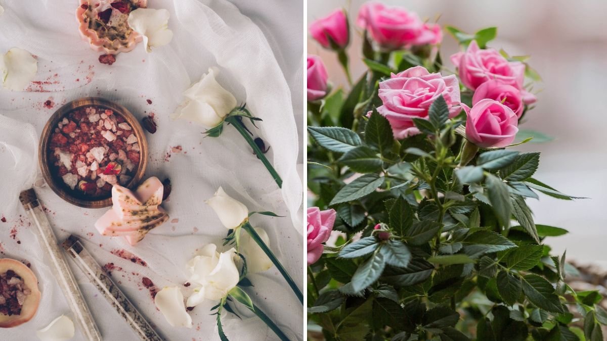 5 Genius Ways to Use Rose Petals Around the Home