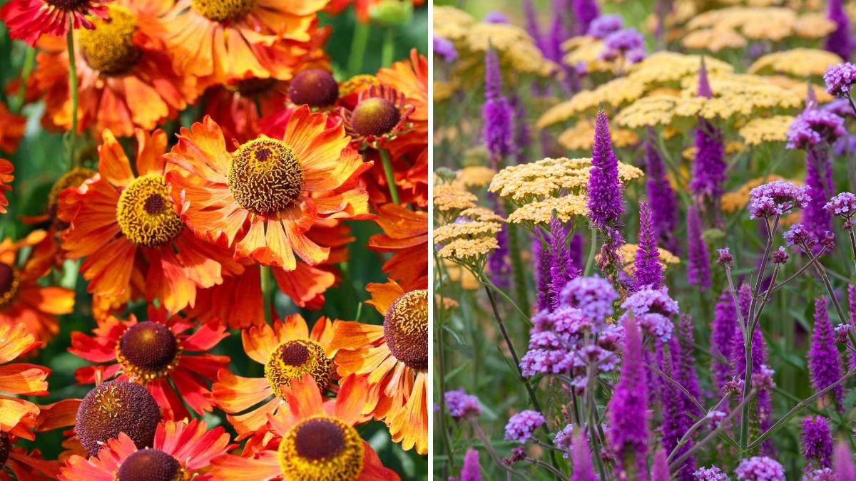 How to Create a Fall Flower Bed Full of Jewel-Tone Colors