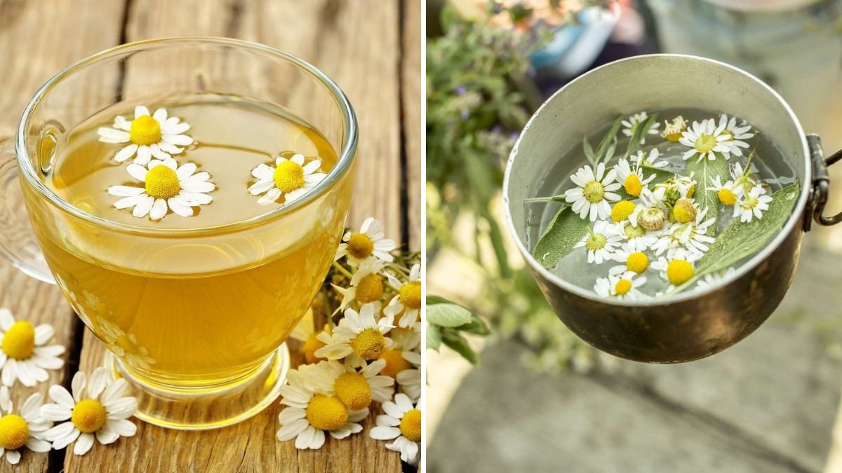 5 Unique Ways to Use Chamomile in Your Kitchen and Garden