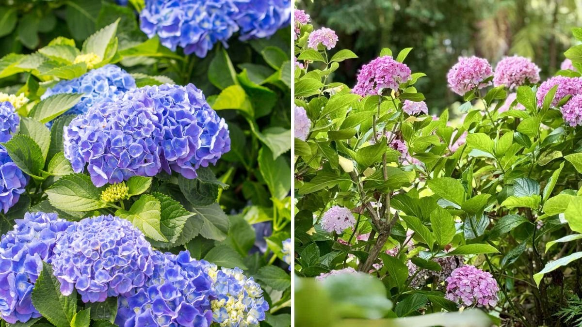 Why Mulching Is the Secret to Healthier Hydrangeas