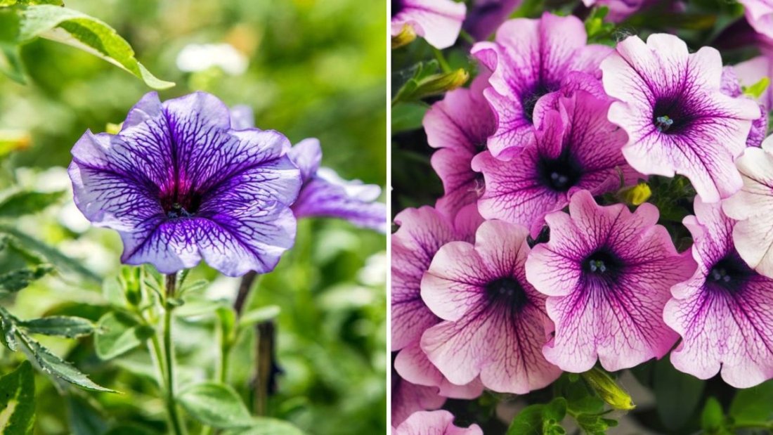 The Best Homemade Fertilizer for Bright, Long-Lasting Petunias