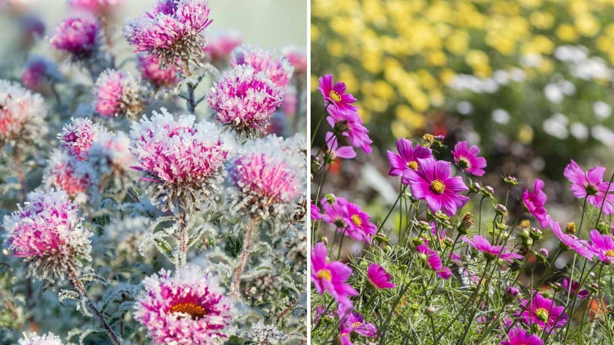 How to Keep Your Garden Blooming Until the First Frost
