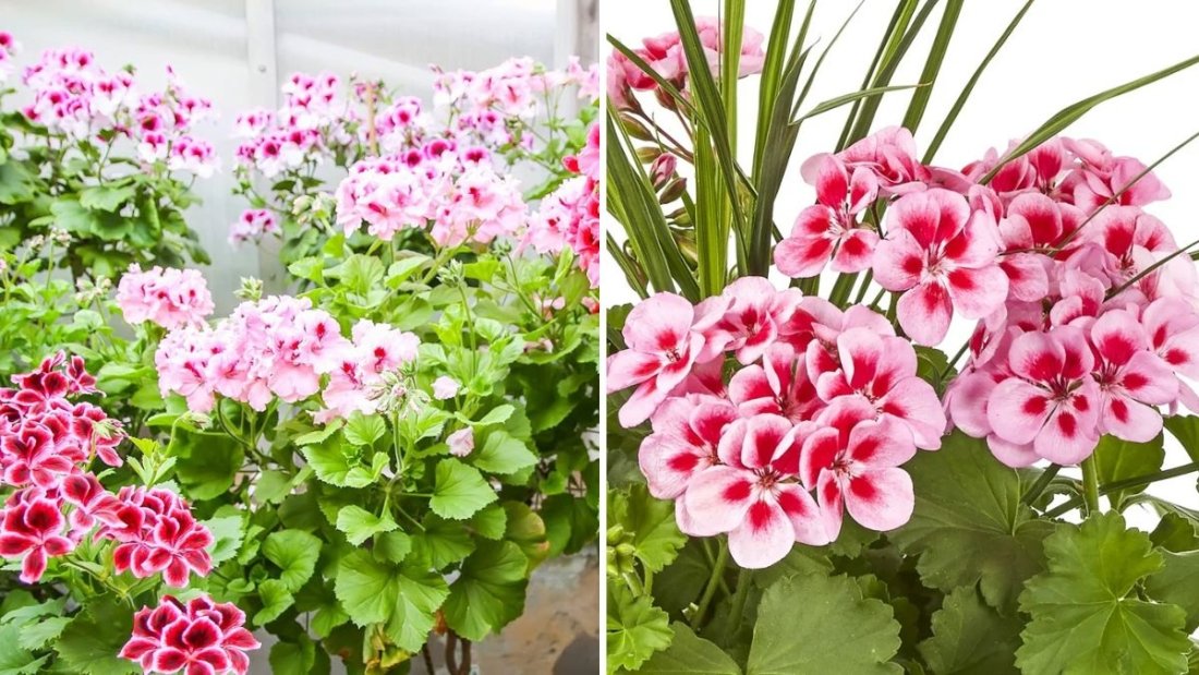 The Watering Trick That Keeps Geraniums Thriving in Heat