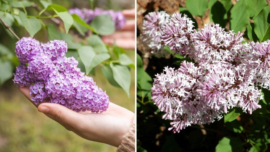 How to Get Lilacs to Bloom More Than Once a Year