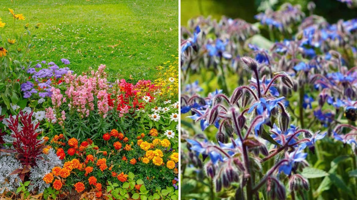 6 Easy Ways to Boost Pollination in Your Flower Garden