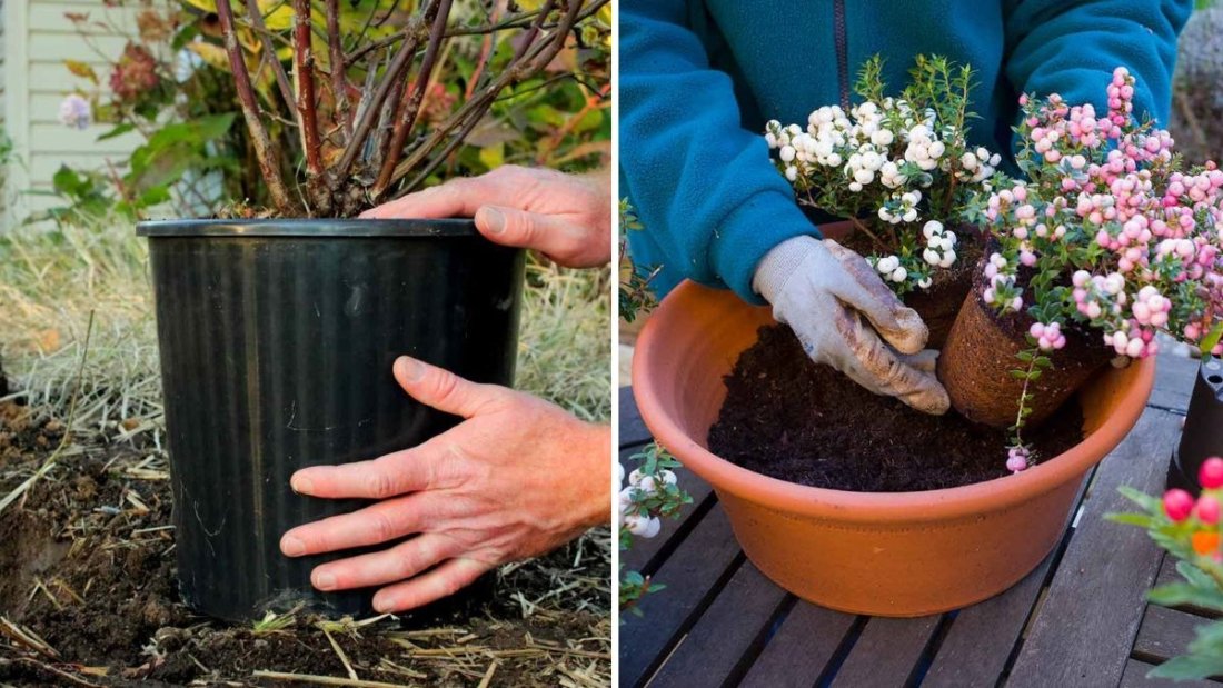 How to Overwinter Container Plants Without Losing Them