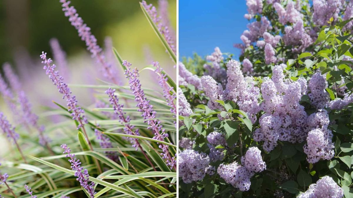 7 Plants You Should Never Divide in Spring