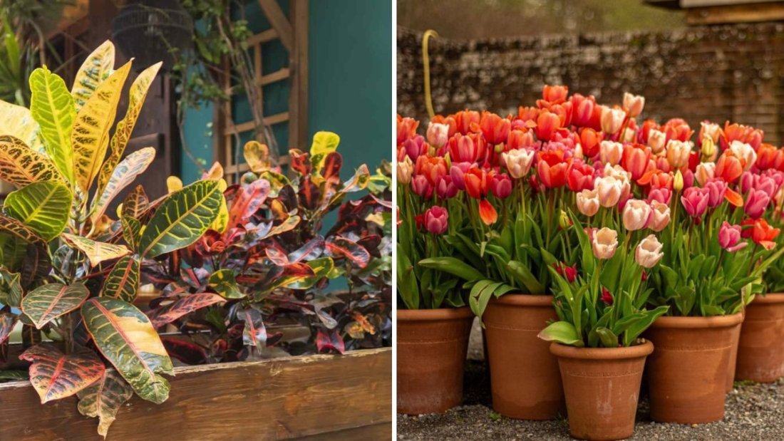 8 Perennials You Should Never Grow in Pots