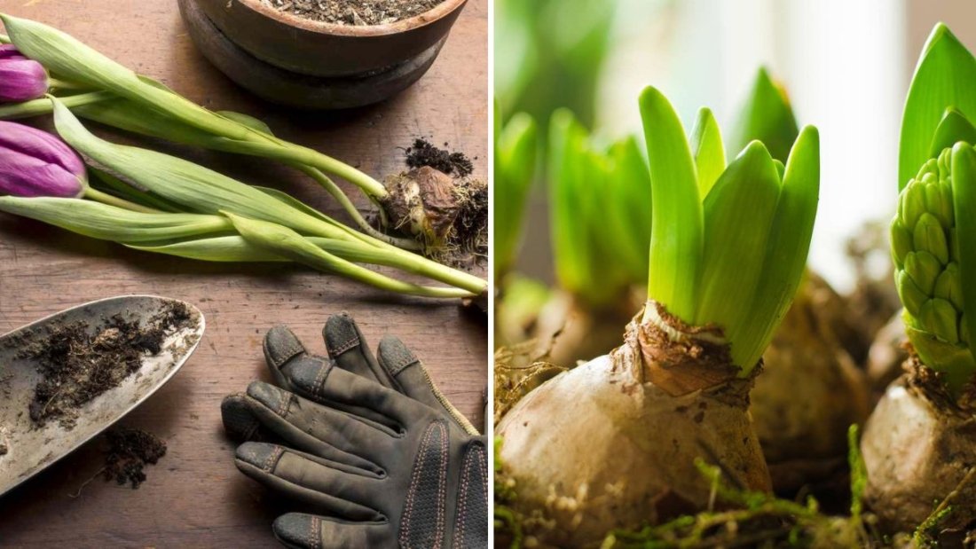 5 Bulbs You Should Never Leave in the Ground Over Winter