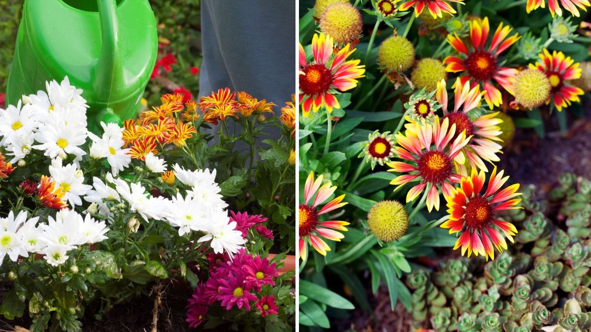6 Flowers You Should Never Overwater