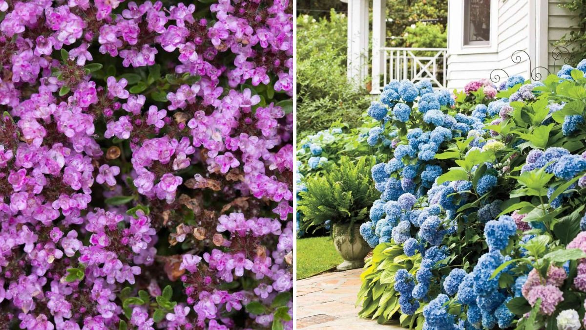 7 Plants You Should Never Grow Next to Lavender