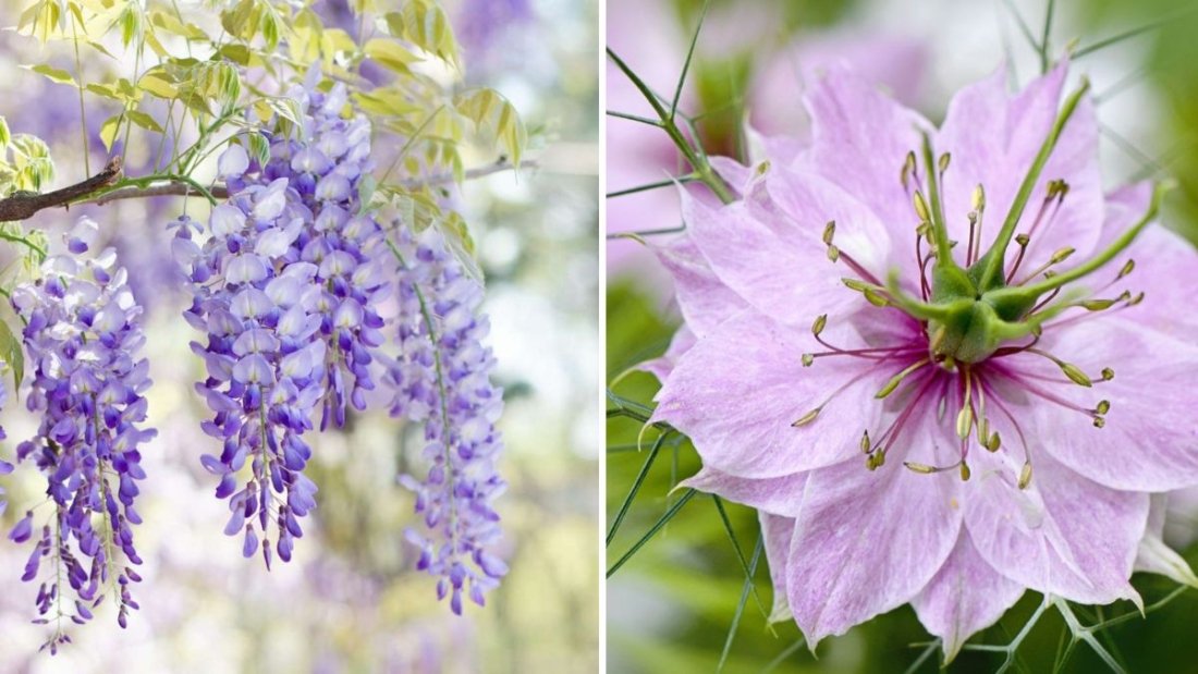 8 Flowers You Should Never Harvest Too Early