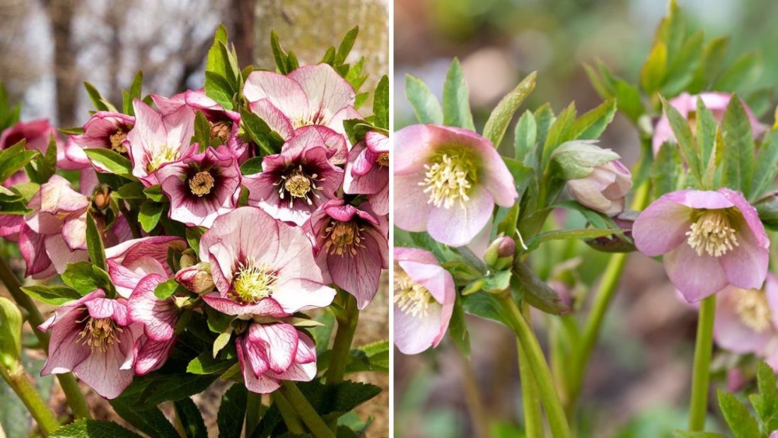 5 Perennials You Should Never Fertilize in Fall