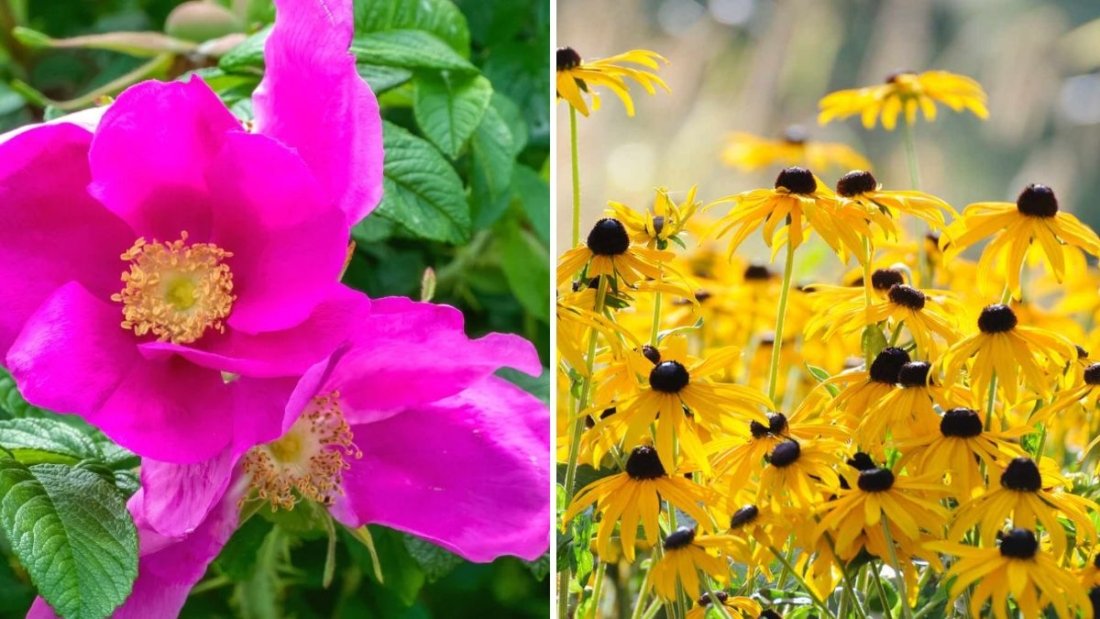 5 Flowers You Should Never Grow in Sandy Soil