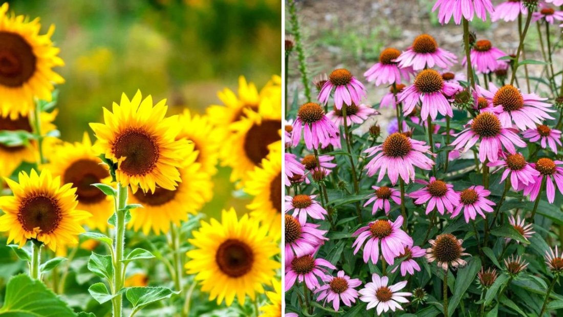 8 Flowers That Bloom All Summer in Hot Climates