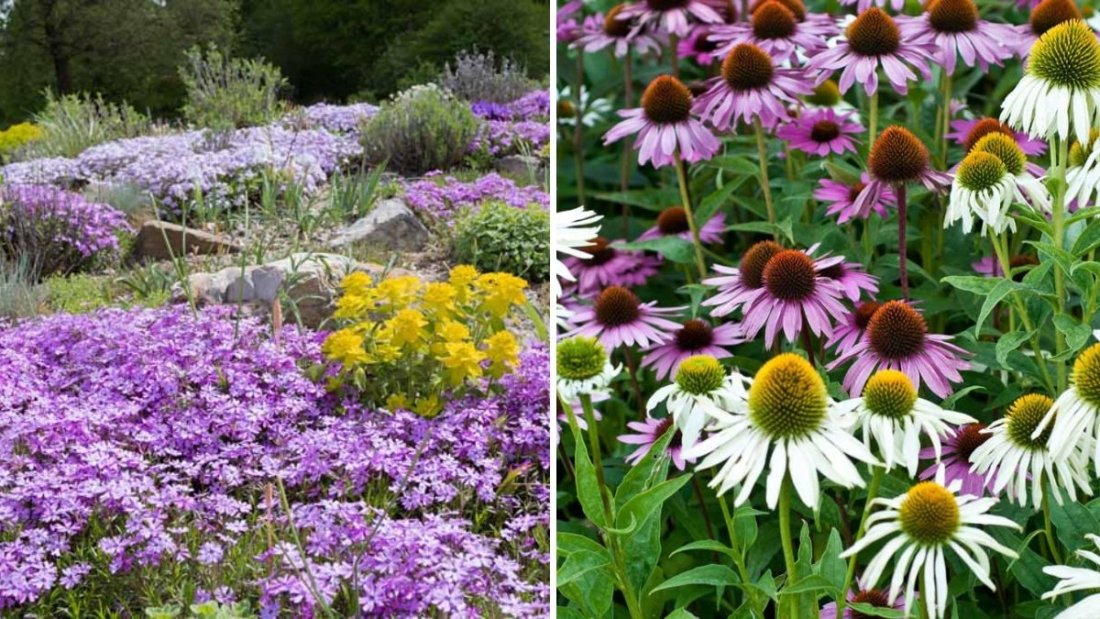 The Best Flowers to Grow in Rocky Soil