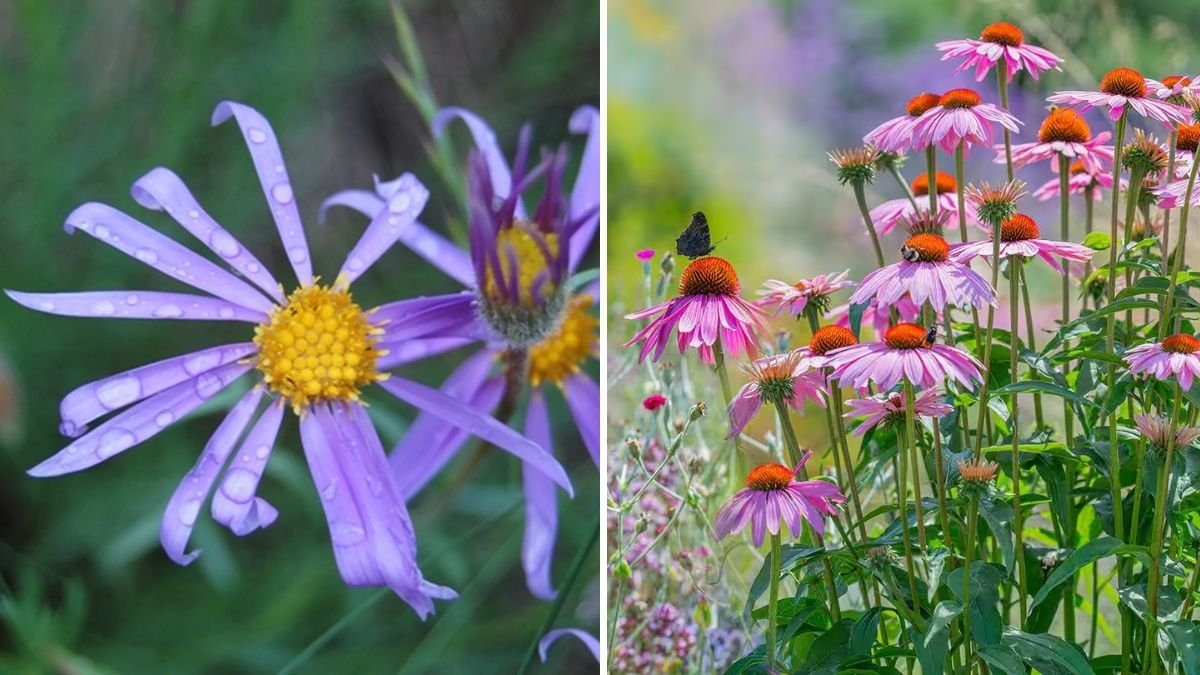 10 Native Wildflowers That Attract Pollinators Instantly