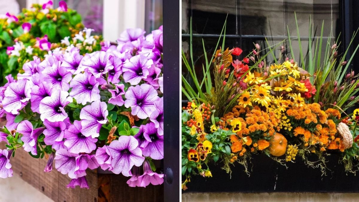 7 Fall Flowers That Look Beautiful in Window Boxes