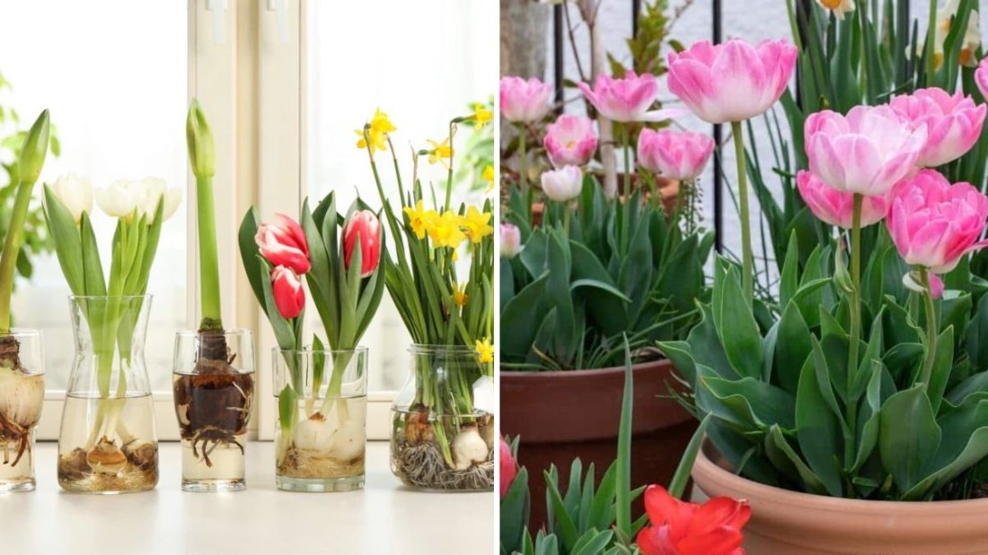 How to Grow Tulips in Pots Indoors for Winter Blooms