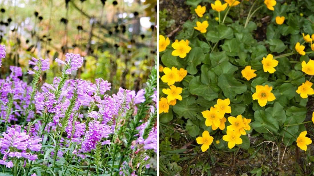 8 Perennials That Love Wet Soil and Pond Edges