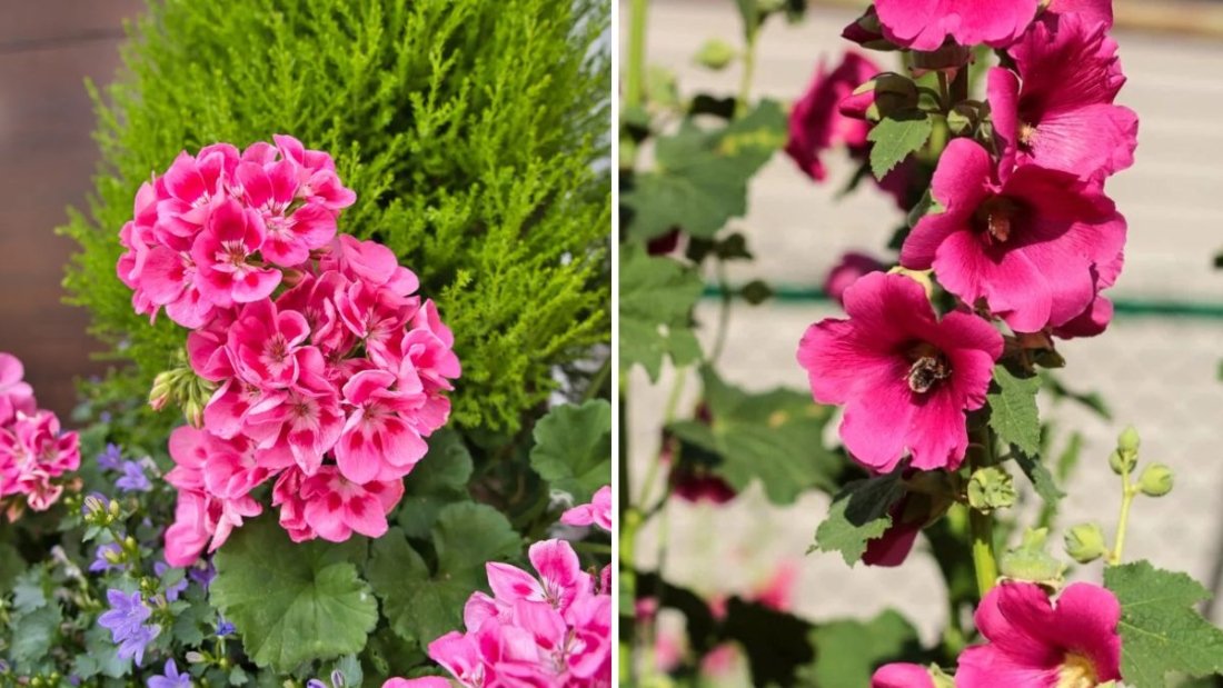 6 Flowers That Can Survive Neglect and Still Bloom