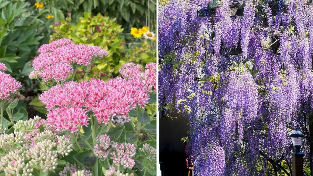10 Hardy Plants That Can Withstand Heavy Winds