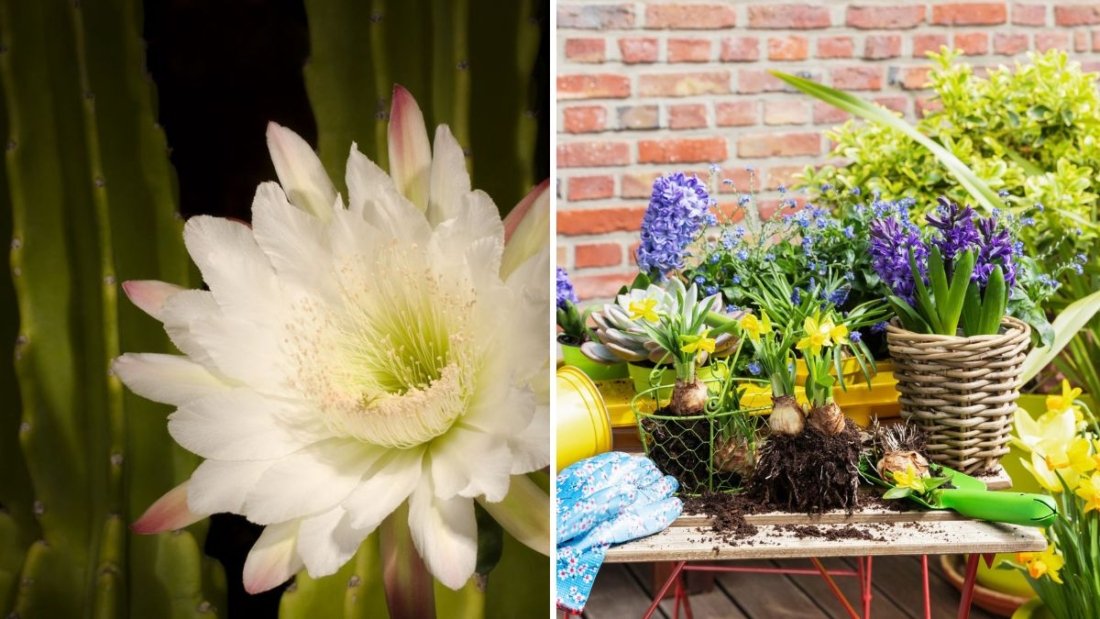 7 Flowers That Bloom Even in Shady Balconies