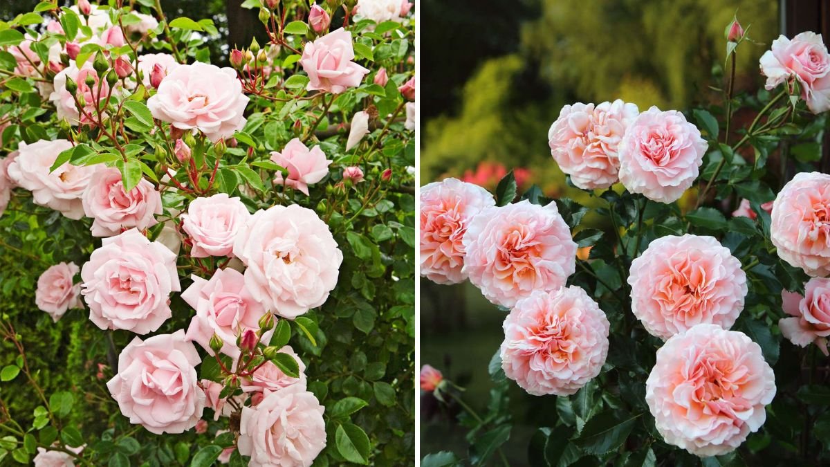How to Keep Roses Blooming From Spring to Fall
