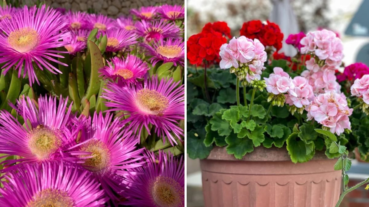 5 Annual Flowers That Bloom Nonstop All Summer