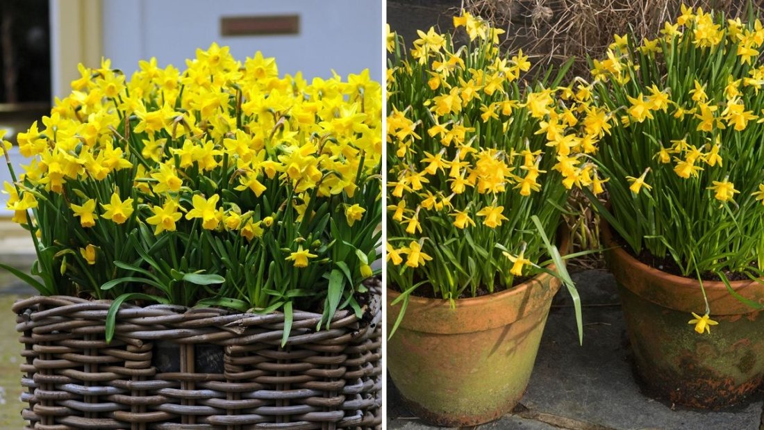 How to Grow Daffodils in Pots for Early Blooms