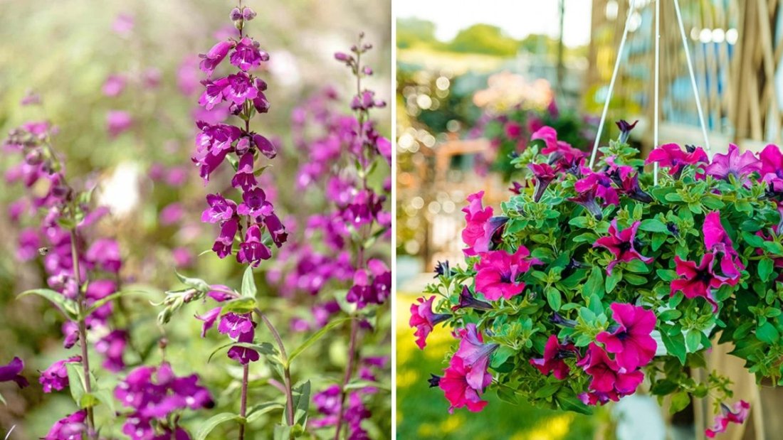 The Best Flowers for Attracting Hummingbirds