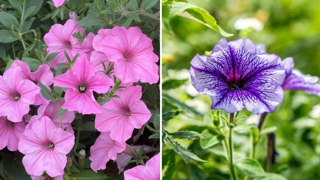How to Prune Petunias for Continuous Blooms