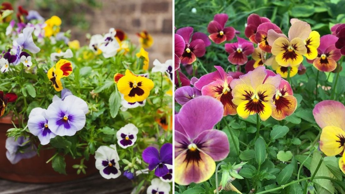 How to Grow Pansies in Winter for Colorful Displays
