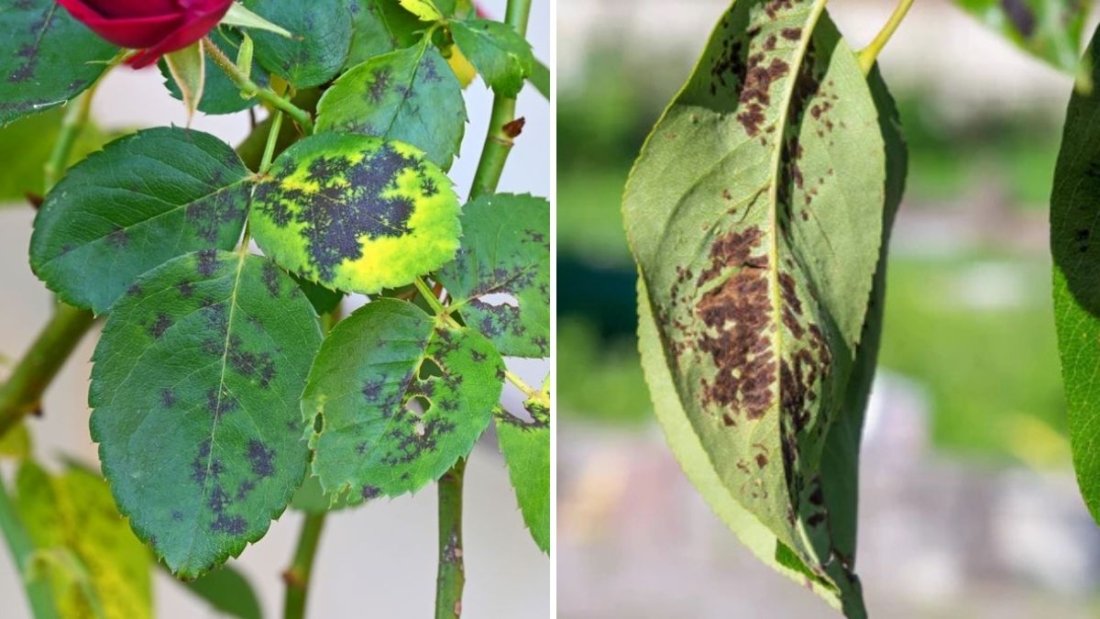 How to Prevent Fungal Issues in Flower Beds