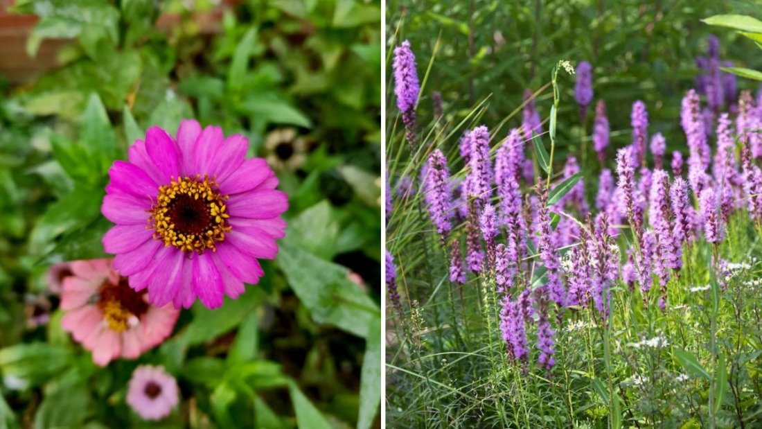 The Best Soil for Long-Lasting Blooms