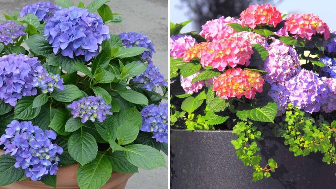 How to Grow Hydrangeas With Deep Blue Flowers