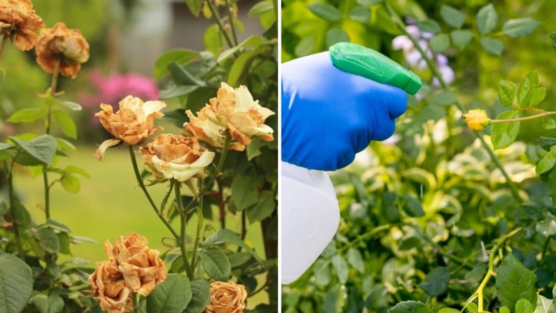 How to Keep Roses Pest-Free Naturally