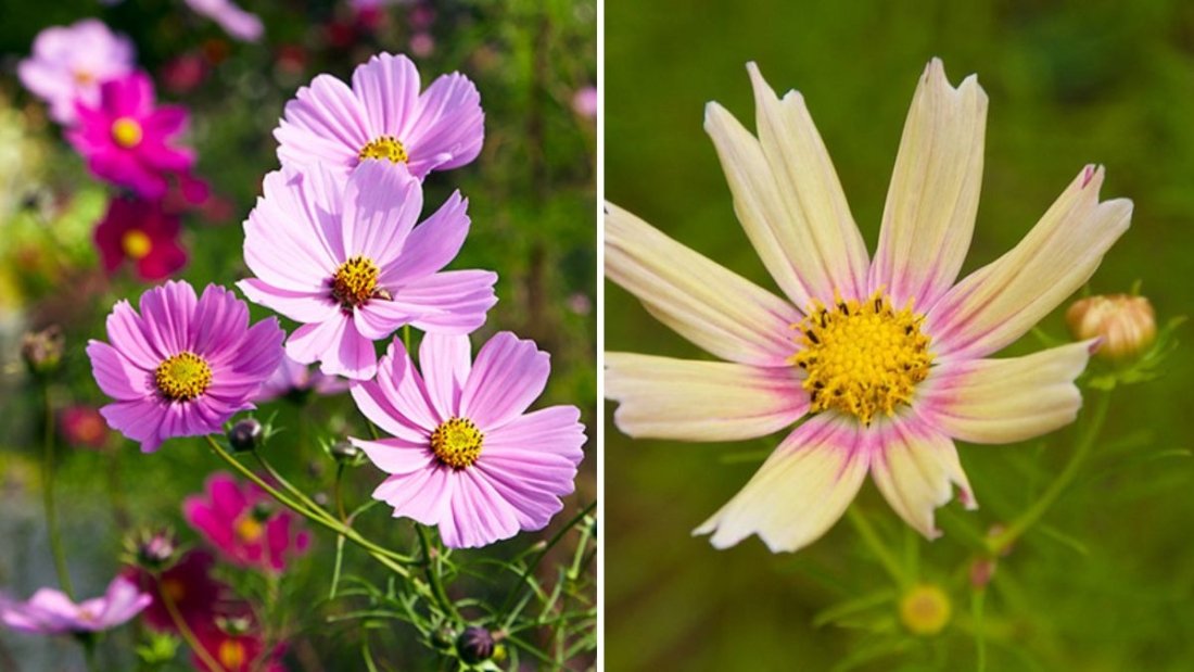How to Grow Cosmos for a Cottage Garden Look
