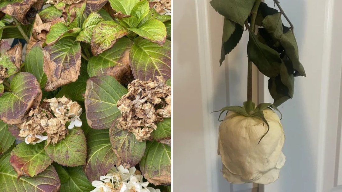 How to Revive a Wilted Flower Bed Quickly