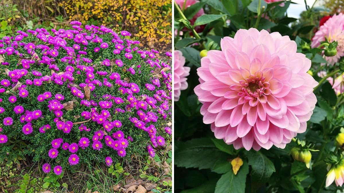 How to Extend Your Garden’s Blooming Season