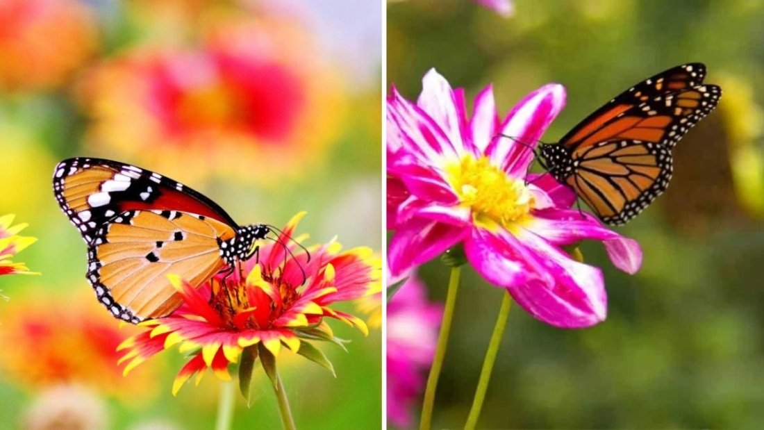 The Best Pollinator-Friendly Flowers to Plant