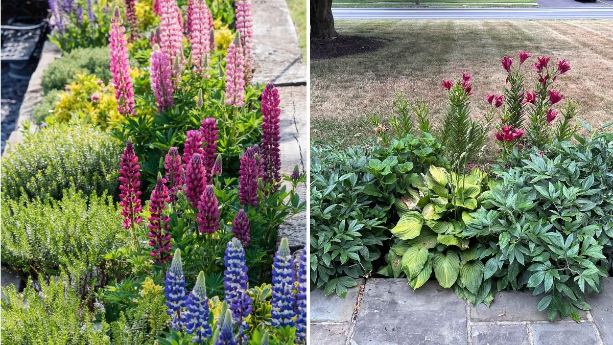 How to Prevent Overcrowding in Flower Beds
