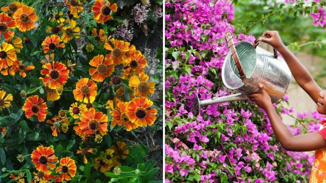 How to Water Flower Gardens During Droughts